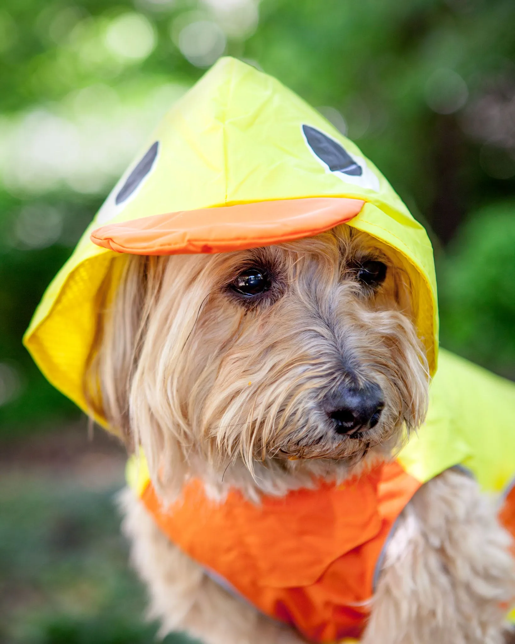 Duck Raincoat in Yellow