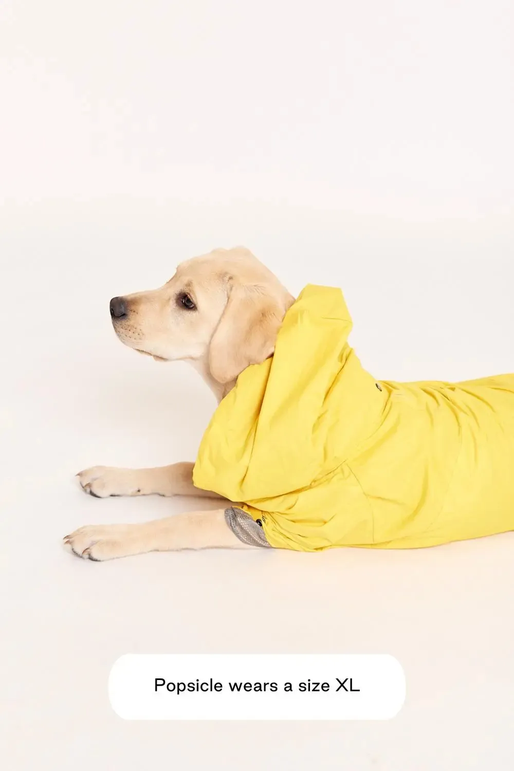 MAXBONE - Talon Raincoat for Dogs