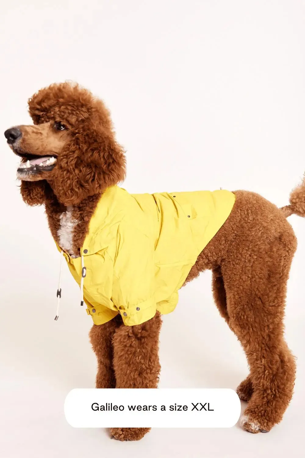 MAXBONE - Talon Raincoat for Dogs