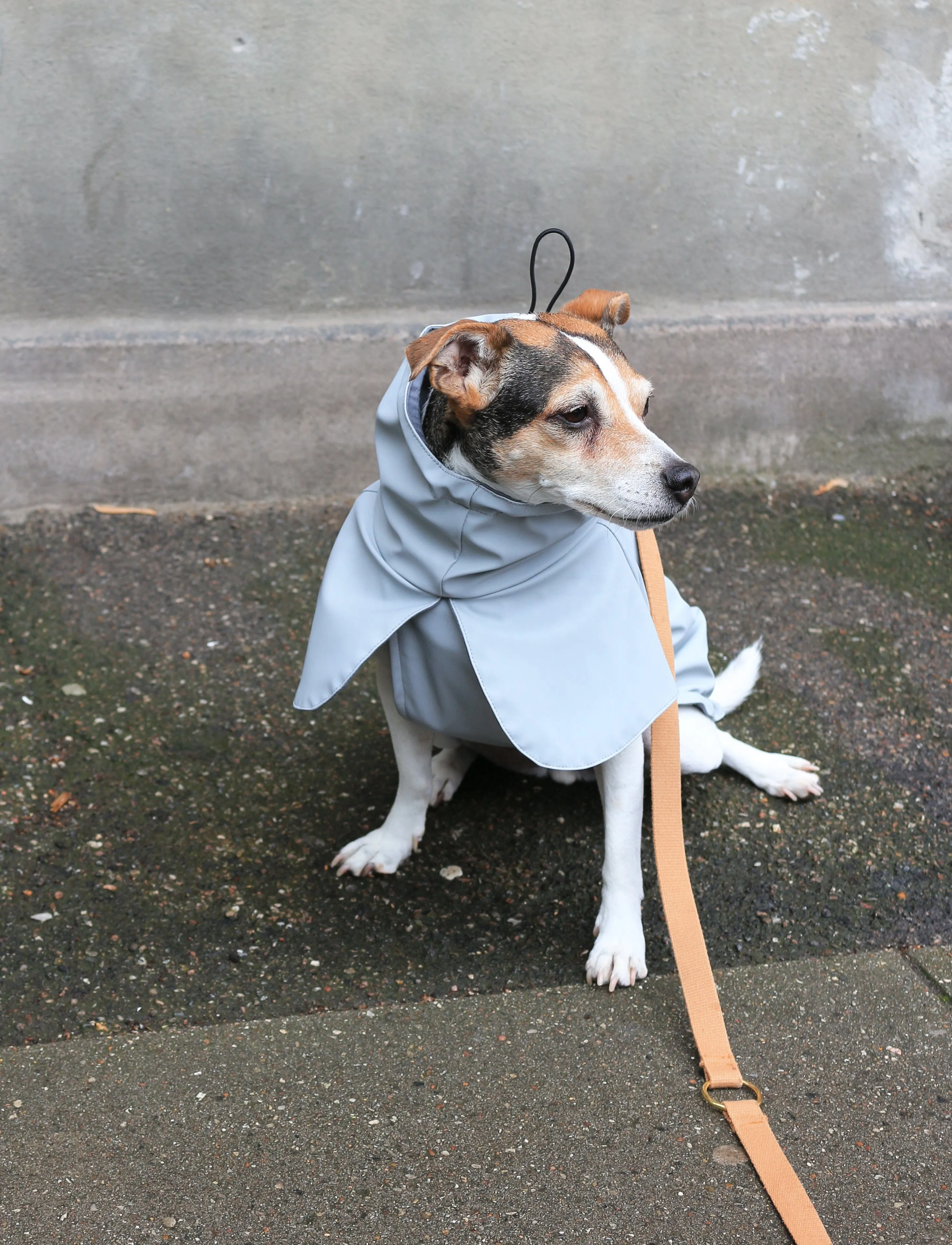 Tadazhi Dog Raincoat