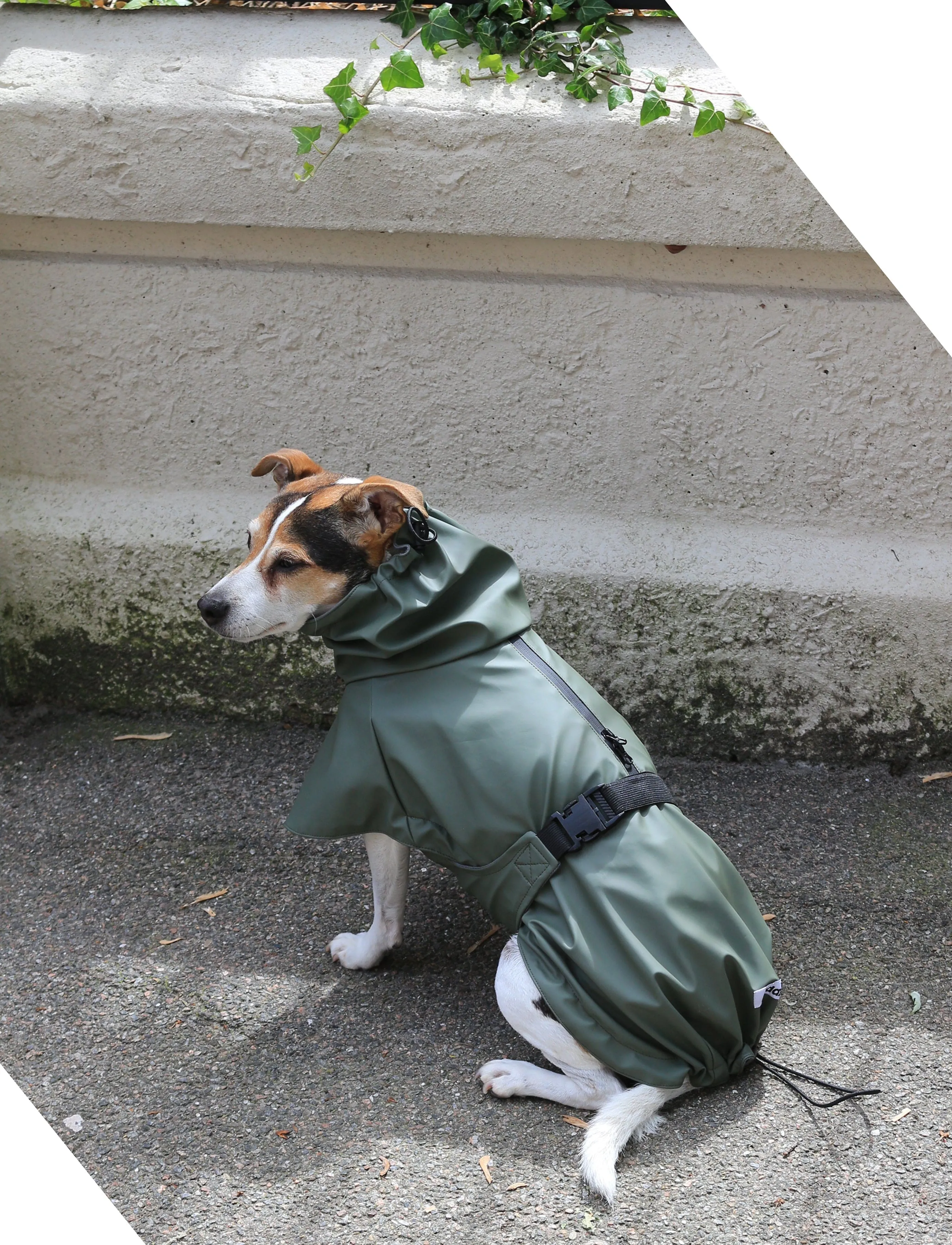 Tadazhi Dog Raincoat