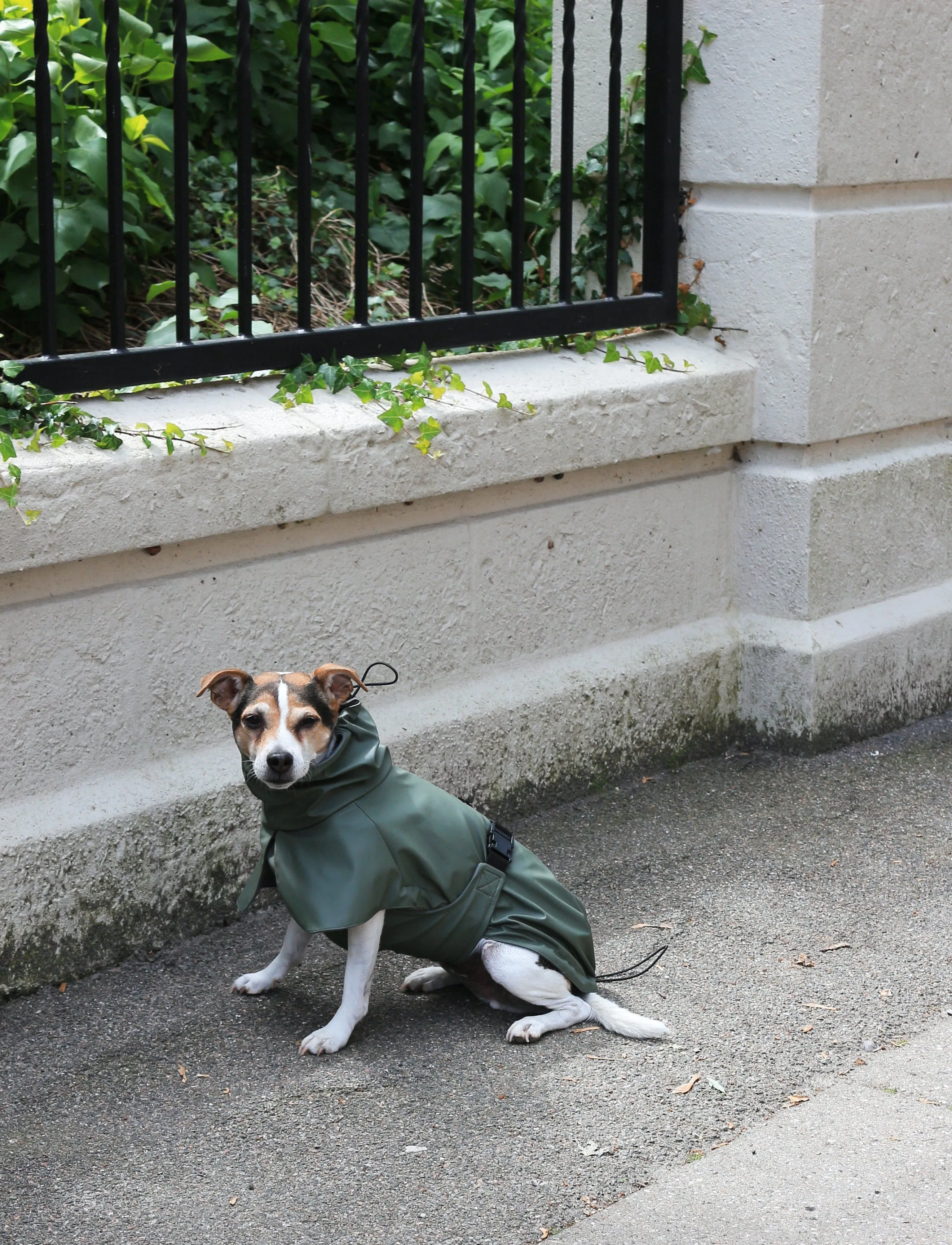 Tadazhi Dog Raincoat